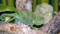 Animals chameleons reptiles wallpaper
