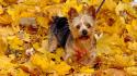 Animals dogs yorkshire terrier pets fallen leaves wallpaper