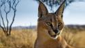 Animals namibia caracal bing blurred background wallpaper