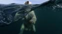 Animals swimming underwater polar bears split-view sea wallpaper