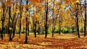 Autumn landscapes maple natural scenery nature wallpaper