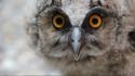 Birds yellow eyes owls wallpaper