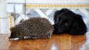 Black animals dogs hedgehogs lovely wallpaper