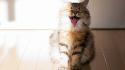 Cat laughing picture wallpaper