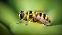 Close-up nature wasp bugs wallpaper