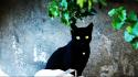 Eyes black cats calabria italia wallpaper