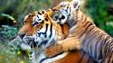 Family animals tigers cubs baby wallpaper