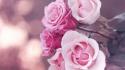 Flowers roses pink rose wallpaper