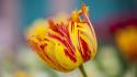 Flowers tulips blurred background wallpaper