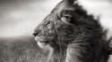 Grayscale lions wallpaper