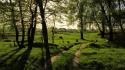 Green nature trees forests villages wallpaper
