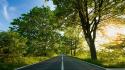 Green nature trees roads wallpaper