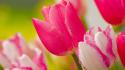 Hot pink tulips wallpaper