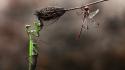 Insects mantis dragonfly macro praying branches wallpaper