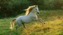Nature animals horses white horse wallpaper