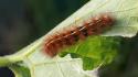 Nature animals insects caterpillar wallpaper