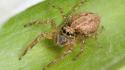 Nature animals insects spiders arachnids wallpaper