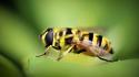 Nature animals wasp macro bees wallpaper
