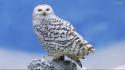 Nature birds animals owls snowy owl wallpaper