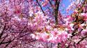 Nature cherry blossoms flowers spring branches pink wallpaper