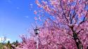Nature cherry blossoms trees flowers spring pink wallpaper