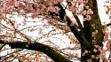 Nature cherry blossoms trees flowers spring wallpaper