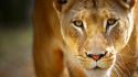 Nature predator animals lions wild wallpaper