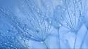 Nature water drops macro dew bing wallpaper