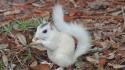 Nature white animals outdoors squirrels wallpaper