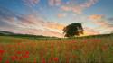 Plymouth fields flowers plains poppies wallpaper