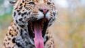Tongue leopards wallpaper