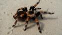 2009 animals arachnids spiders wallpaper