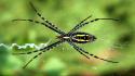 Animals arachnids black nature spiders wallpaper