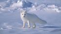 Animals arctic fox foxes wallpaper