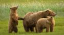 Animals bears grass wild wallpaper