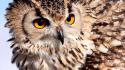 Animals birds owls wallpaper
