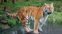Animals creek tigers wild wallpaper
