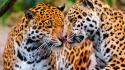 Animals jaguar jaguars wallpaper