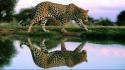 Animals leopards nature reflections wild wallpaper