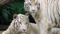 Animals tigers white tiger snow siberian wallpaper
