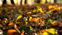 Autumn afternoon fallen leaves wednesday wallpaper