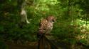Birds animals owls wallpaper