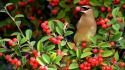 Birds berries waxwing wallpaper