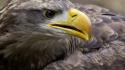 Birds eagles wallpaper