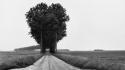 Black and white landscapes trees fields roads monochrome wallpaper