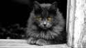 Black and white nature cats animals kittens pet wallpaper