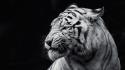 Black and white tigers wallpaper