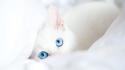 Blue eyes cats wallpaper