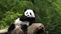 Blurred background panda bears wallpaper