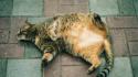 Cats animals lying down pets domestic cat wallpaper